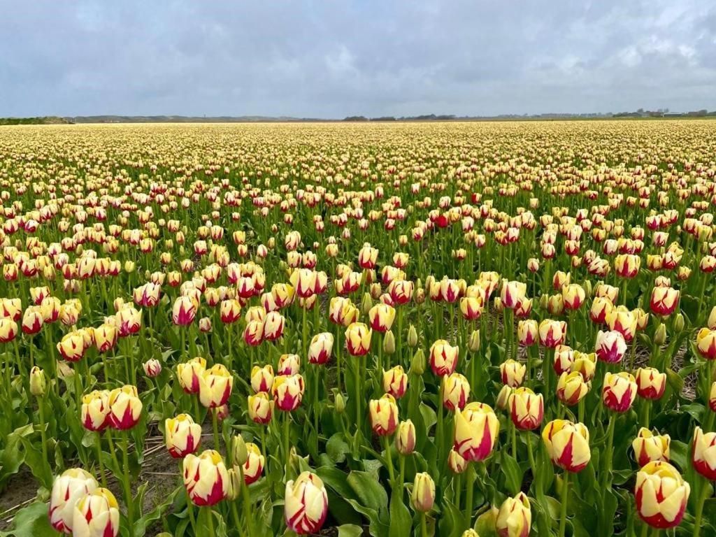 Slapen Tussen De Duinen By Droomvilla Sint Maarten Exteriör bild